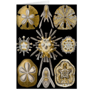 Vintage Sea Urchins Sand Dollars by Ernst Haeckel