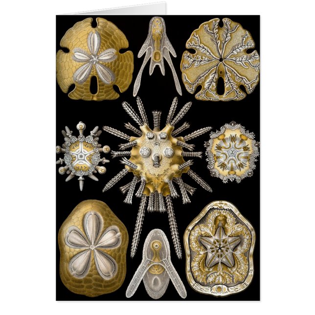 Vintage Sea Urchins Sand Dollars by Ernst Haeckel (Front)