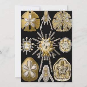 Vintage Sea Urchins Sand Dollars by Ernst Haeckel Invitation