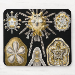 Vintage Sea Urchins Sand Dollars by Ernst Haeckel Mouse Mat