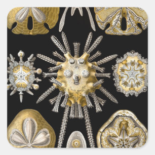 Vintage Sea Urchins Sand Dollars by Ernst Haeckel Square Sticker