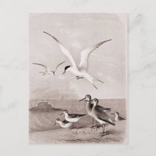 Vintage Seagulls Customised Retro Seagull Template Postcard