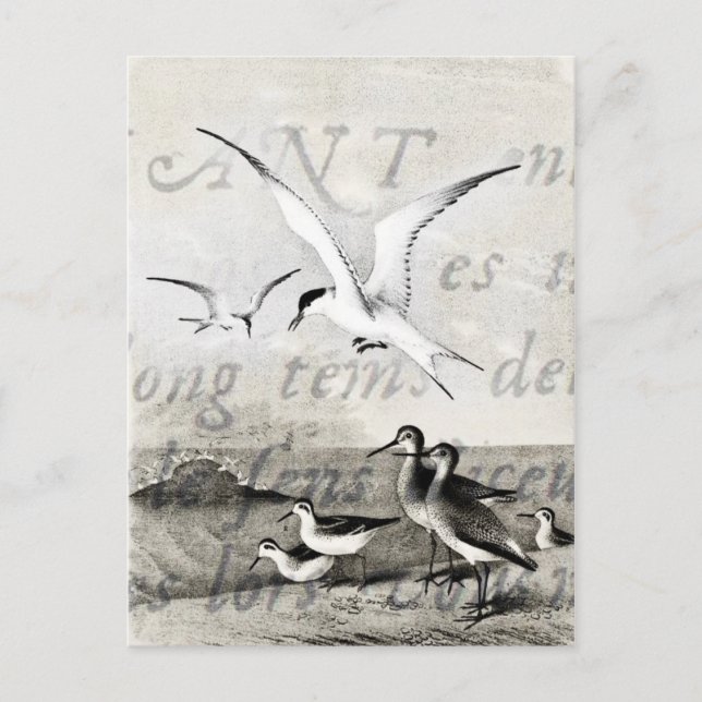 Vintage Seagulls Customised Retro Seagull Template Postcard (Front)