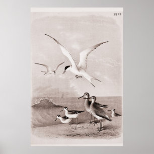 Vintage Seagulls Customized Retro Seagull Template Poster