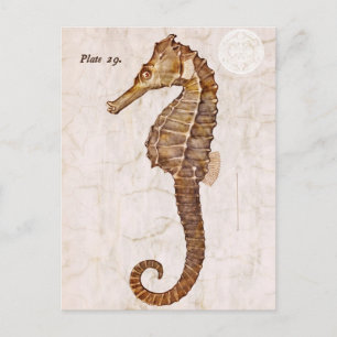 Vintage Seahorse - Antique Seahorses Customised Postcard