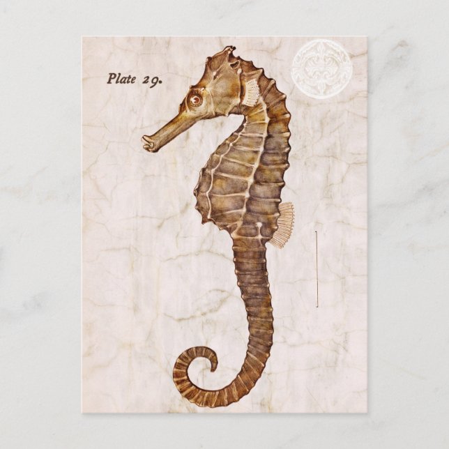 Vintage Seahorse - Antique Seahorses Customised Postcard (Front)