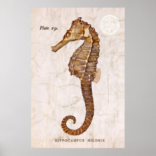 Vintage Seahorse - Antique Seahorses Customised Poster