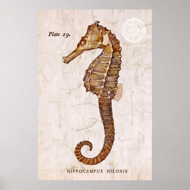 Vintage Seahorse - Antique Seahorses Customised Poster (Front)