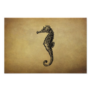 Vintage Seahorse Illustration Photo Print