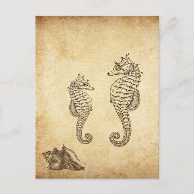 Vintage Seahorses and Conch Shell Beach Postcard (Front)