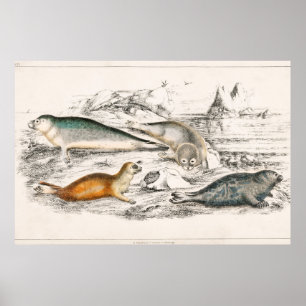 Vintage Seal Illustration Poster