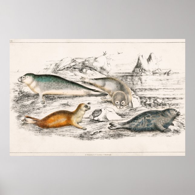 Vintage  Seal Illustration Poster (Front)