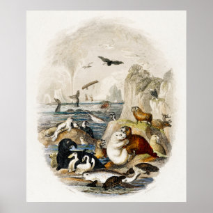 Vintage  Seal Illustration Poster