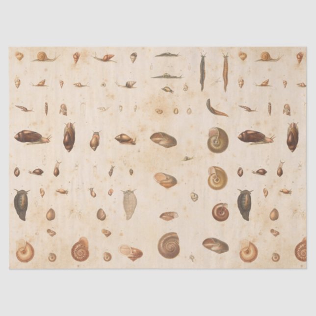 Vintage Seashell and Snail Decoupage Tissue Paper (Front)