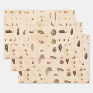 Vintage Seashell and Snail Wrapping Paper Sheet