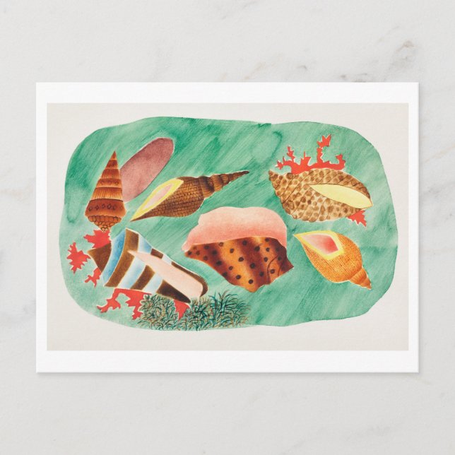 Vintage Seashell Illustration Postcard (Front)