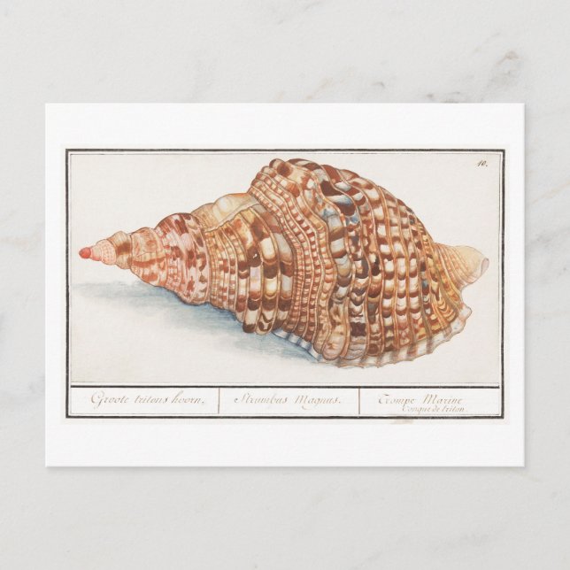 Vintage Seashell Illustration Postcard (Front)