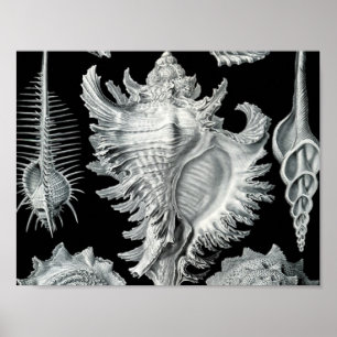 Vintage Seashell Print