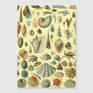 Vintage Seashell Print Adolphe Millot Coastal 