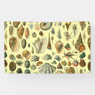 Vintage Seashell Print Adolphe Millot Coastal Banner