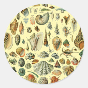 Vintage Seashell Print Adolphe Millot Coastal Classic Round Sticker