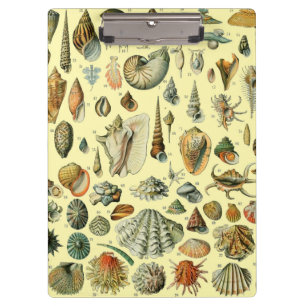 Vintage Seashell Print Adolphe Millot Coastal Clipboard