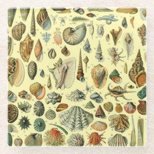 Vintage Seashell Print Adolphe Millot Coastal Glass Coaster