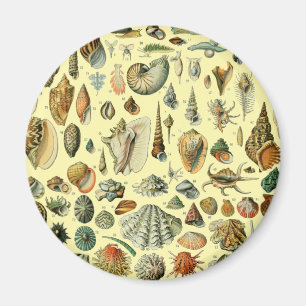 Vintage Seashell Print Adolphe Millot Coastal Magnet