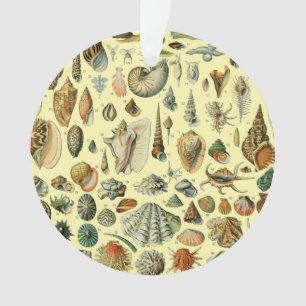 Vintage Seashell Print Adolphe Millot Coastal Ornament