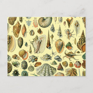 Vintage Seashell Print Adolphe Millot Coastal Postcard