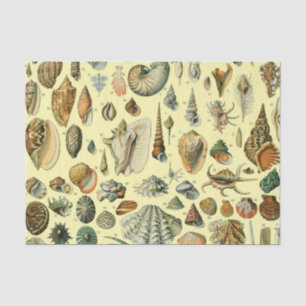 Vintage Seashell Print Adolphe Millot Coastal Tissue Paper