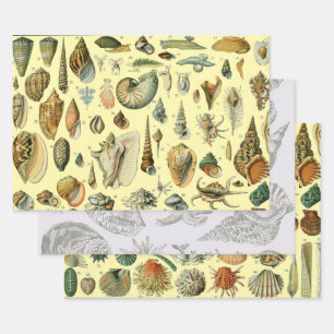 Vintage Seashell Print Adolphe Millot Coastal Wrapping Paper Sheet