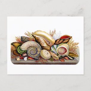 Vintage Seashell Print Postcard