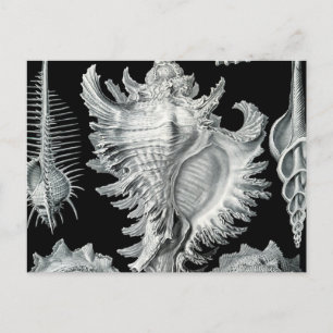 Vintage Seashell Print Postcard