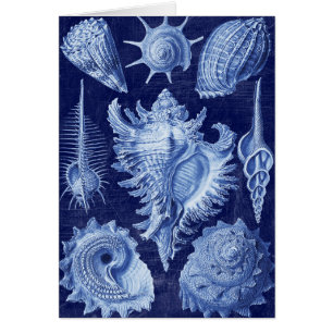 Vintage Seashells Blue