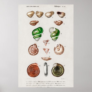 Vintage Seashells Illustration Poster