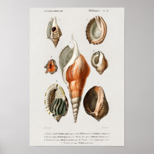 Vintage Seashells Illustration Poster