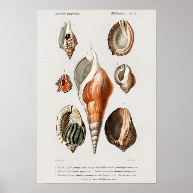 Vintage Seashells Illustration Poster (Front)