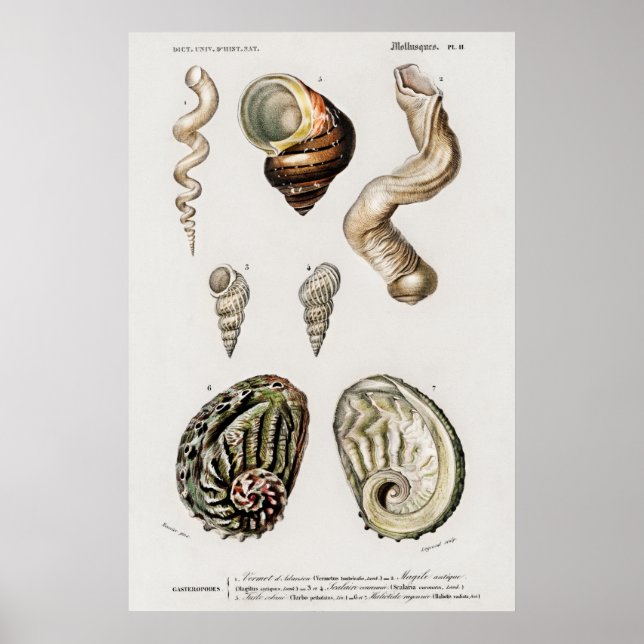 Vintage Seashells Illustration Poster (Front)