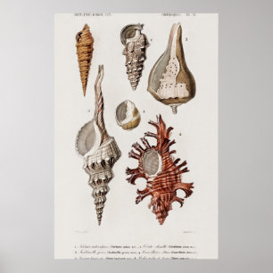 Vintage Seashells Illustration Poster