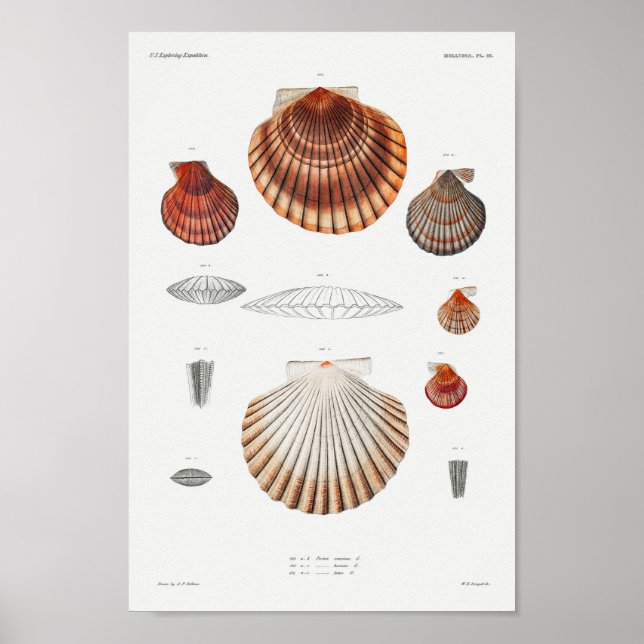Vintage Seashells Illustration Poster (Front)