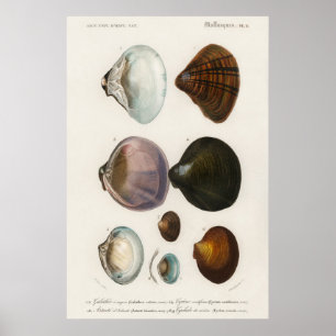 Vintage Seashells Illustration Poster