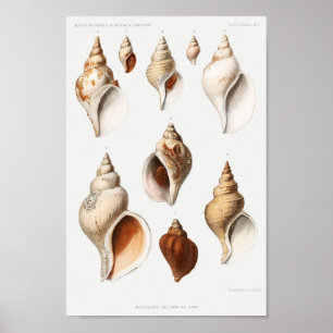 Vintage Seashells Illustration Poster