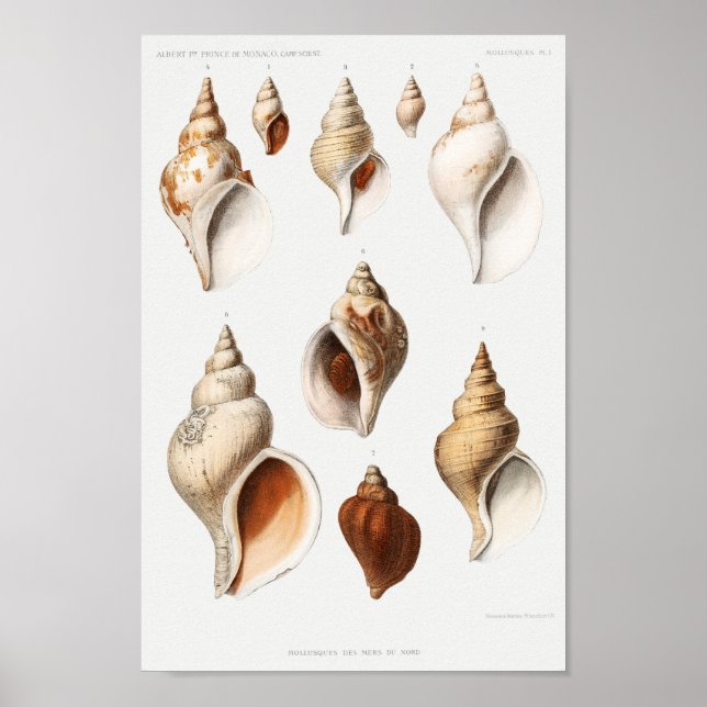Vintage Seashells Illustration Poster (Front)