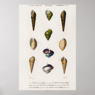 Vintage Seashells Illustration Poster
