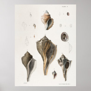 Vintage Seashells Illustration Poster