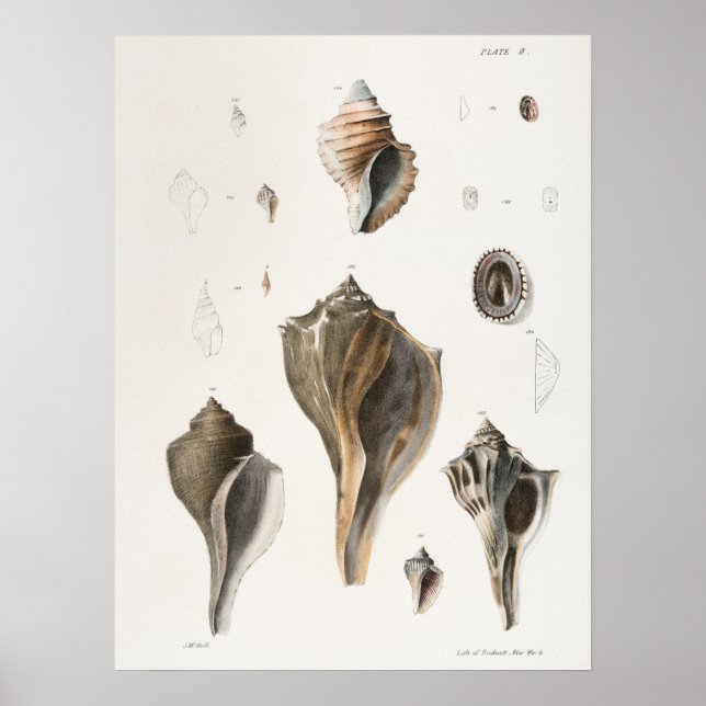 Vintage Seashells Illustration Poster (Front)