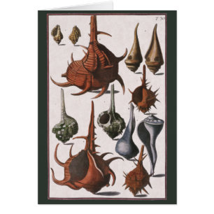 Vintage Seashells, Marine Life, Ocean Sea Shells