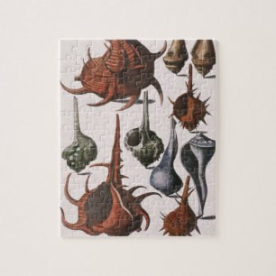 Vintage Seashells, Marine Life, Ocean Sea Shells Jigsaw Puzzle