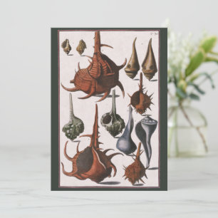 Vintage Seashells, Ocean Sea Shells Marine Life